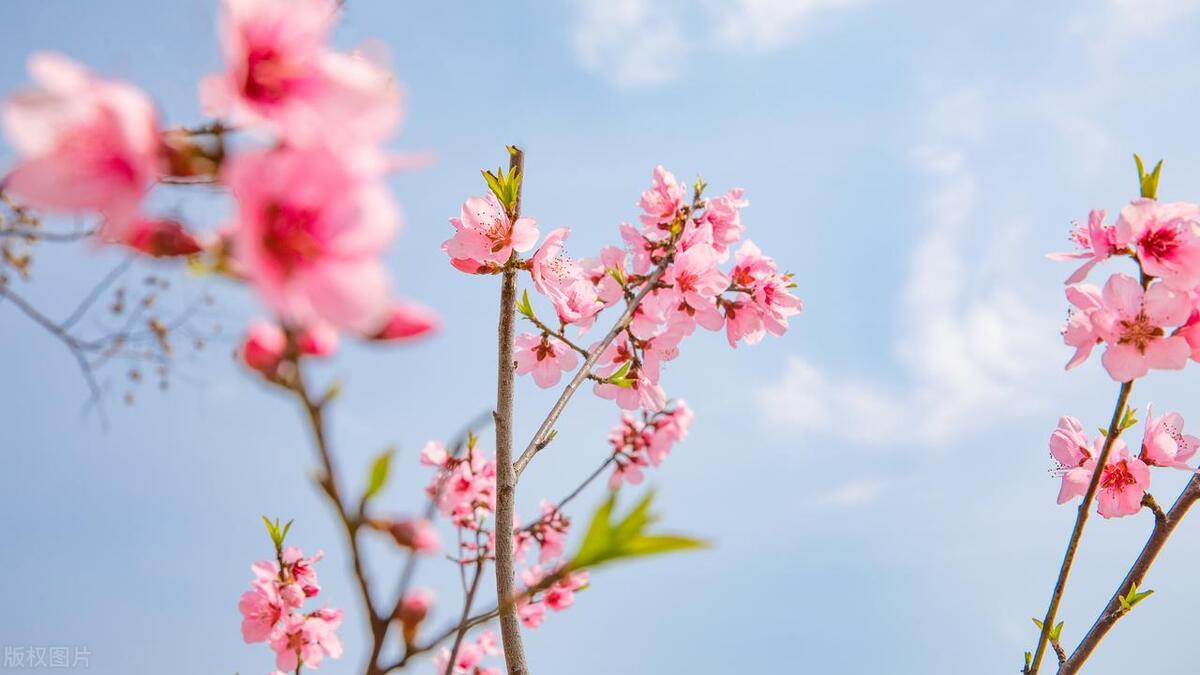 坚持自我，独特光芒的绽放之路