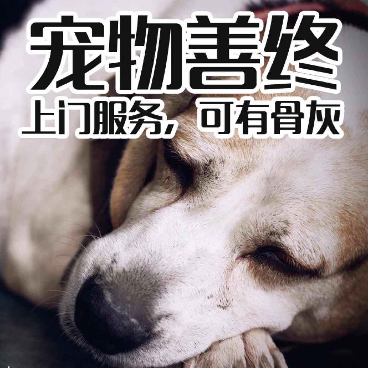 狗狗骨灰处理，珍视记忆，尊重生命归宿