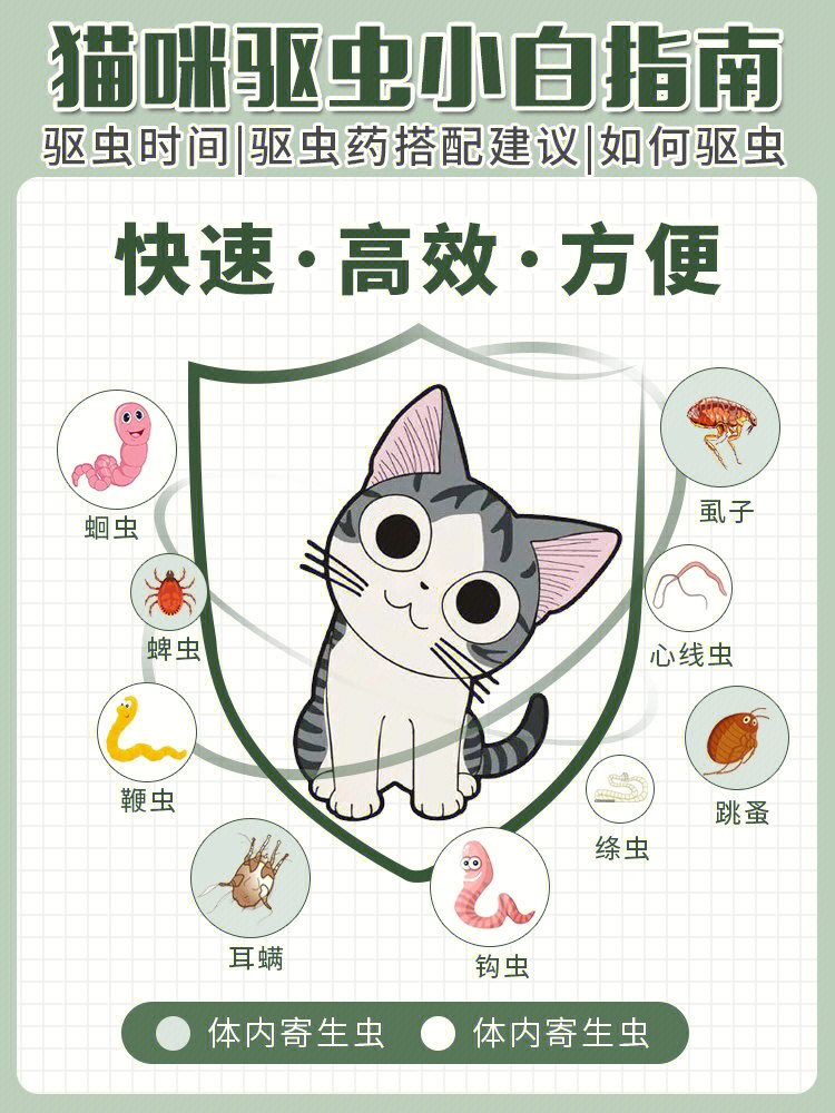 猫咪驱虫的重要性及实施方法指南