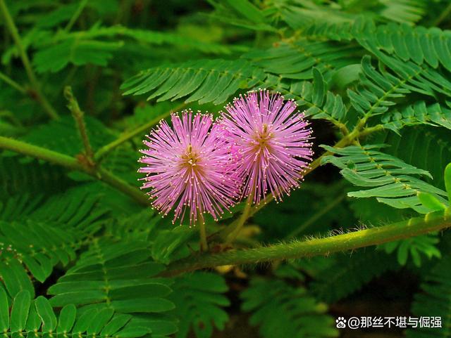 含羞草最新站，科技与自然的完美融合之美