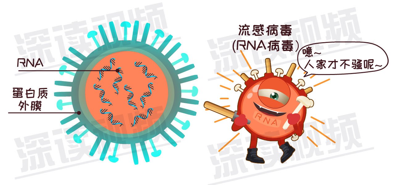 全球关注猪流感病毒，最新动态与应对策略