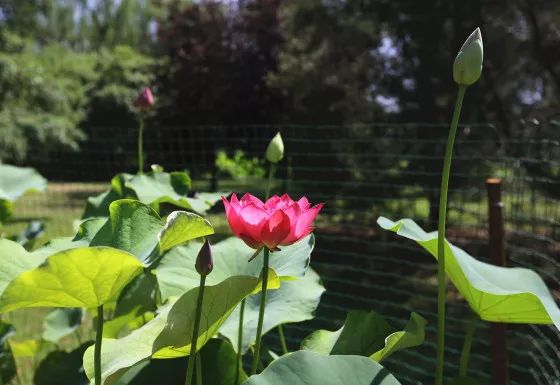 北京顺义莲竹花魅力新风采