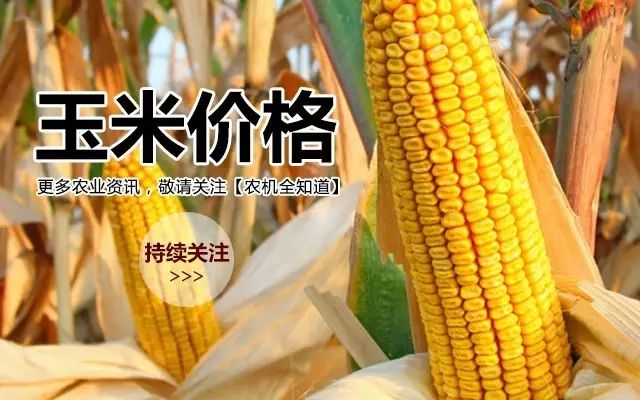 东北今日玉米价格动态分析