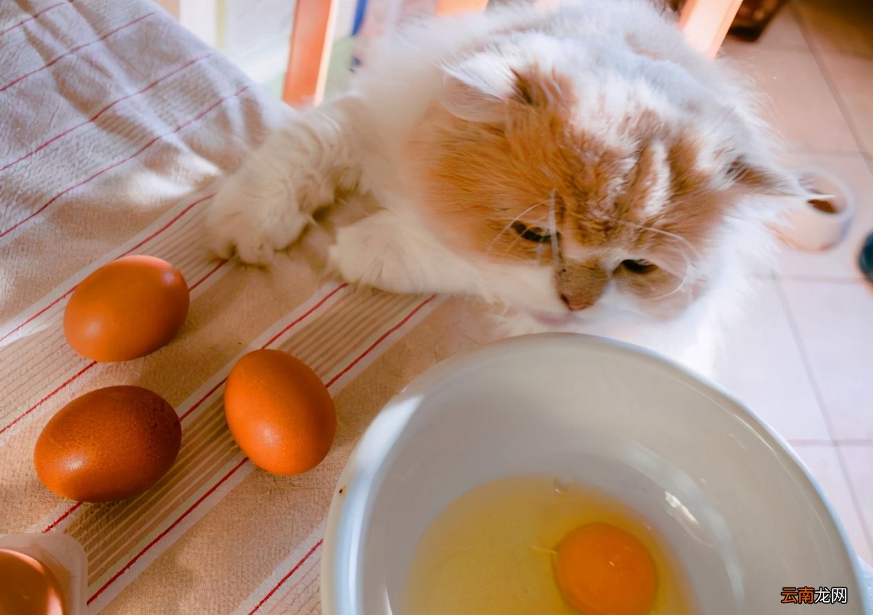 猫咪营养补给站，鸡蛋的营养与健康价值解析