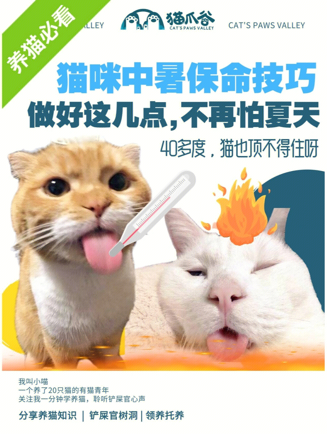 预防宠物猫中暑，猫咪中暑知识科普与应对策略