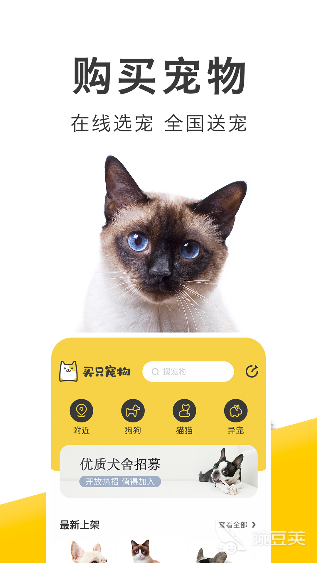 猫最新版下载，全新特性与体验的探索